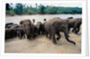 Elephants Bathing at Pinnewala Orphanage by Anonymous