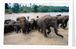 Elephants Bathing at Pinnewala Orphanage by Anonymous