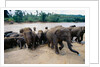 Elephants Bathing at Pinnewala Orphanage by Anonymous