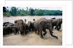 Elephants Bathing at Pinnewala Orphanage by Anonymous