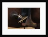 Chilean Cowboy with Elaborate Spurs by Anonymous