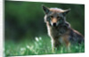 Coyote in Alpine Meadow by Anonymous