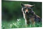 Coyote in Alpine Meadow by Anonymous