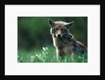 Coyote in Alpine Meadow by Anonymous