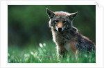Coyote in Alpine Meadow by Anonymous