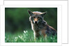 Coyote in Alpine Meadow by Anonymous