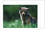 Coyote in Alpine Meadow by Anonymous