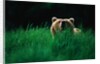 Brown Bear in Tall Grass by Anonymous