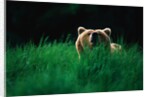 Brown Bear in Tall Grass by Anonymous