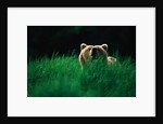 Brown Bear in Tall Grass by Anonymous