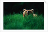 Brown Bear in Tall Grass by Anonymous