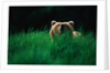 Brown Bear in Tall Grass by Anonymous