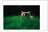 Brown Bear in Tall Grass by Anonymous