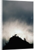 Dall's Sheep on Cliff at Sunset by Anonymous