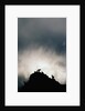 Dall's Sheep on Cliff at Sunset by Anonymous