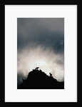 Dall's Sheep on Cliff at Sunset by Anonymous
