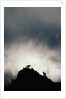 Dall's Sheep on Cliff at Sunset by Anonymous
