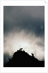 Dall's Sheep on Cliff at Sunset by Anonymous