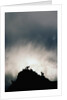 Dall's Sheep on Cliff at Sunset by Anonymous