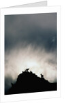 Dall's Sheep on Cliff at Sunset by Anonymous