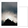 Dall's Sheep on Cliff at Sunset by Anonymous