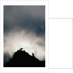 Dall's Sheep on Cliff at Sunset by Anonymous