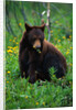 Black Bear Eating Dandelions in Meadow by Anonymous