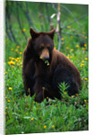 Black Bear Eating Dandelions in Meadow by Anonymous