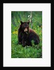 Black Bear Eating Dandelions in Meadow by Anonymous
