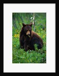 Black Bear Eating Dandelions in Meadow by Anonymous