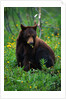 Black Bear Eating Dandelions in Meadow by Anonymous