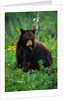 Black Bear Eating Dandelions in Meadow by Anonymous
