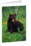 Black Bear Eating Dandelions in Meadow by Anonymous