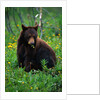 Black Bear Eating Dandelions in Meadow by Anonymous
