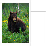 Black Bear Eating Dandelions in Meadow by Anonymous