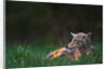 Coyote Lounging in Alpine Meadow by Anonymous