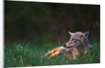 Coyote Lounging in Alpine Meadow by Anonymous