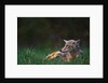 Coyote Lounging in Alpine Meadow by Anonymous