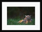 Coyote Lounging in Alpine Meadow by Anonymous