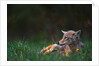 Coyote Lounging in Alpine Meadow by Anonymous