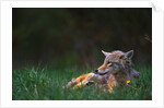 Coyote Lounging in Alpine Meadow by Anonymous