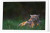 Coyote Lounging in Alpine Meadow by Anonymous