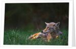 Coyote Lounging in Alpine Meadow by Anonymous