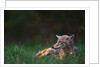 Coyote Lounging in Alpine Meadow by Anonymous