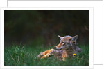 Coyote Lounging in Alpine Meadow by Anonymous