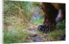 Close-up of Grizzly Bear's Claws by Anonymous