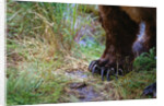 Close-up of Grizzly Bear's Claws by Anonymous