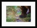 Close-up of Grizzly Bear's Claws by Anonymous