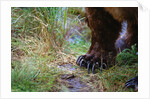 Close-up of Grizzly Bear's Claws by Anonymous