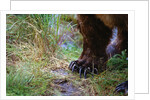 Close-up of Grizzly Bear's Claws by Anonymous